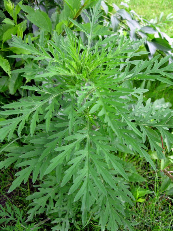 Ambrosia